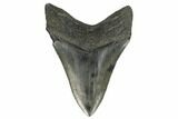 Fossil Megalodon Tooth - South Carolina #170329-2
